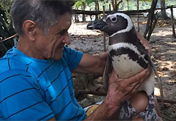 Пингвинье спасибо