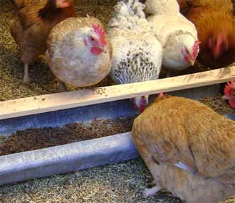 Кормушки для кормления кур.