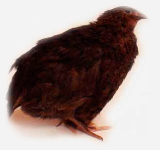 Английский черный перепел.