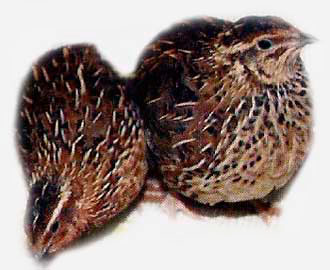 Порода эстонский перепел.