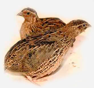 Перепел породы фараон.