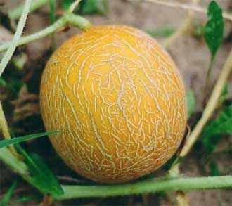 Выращивание дыни в открытом грунте.