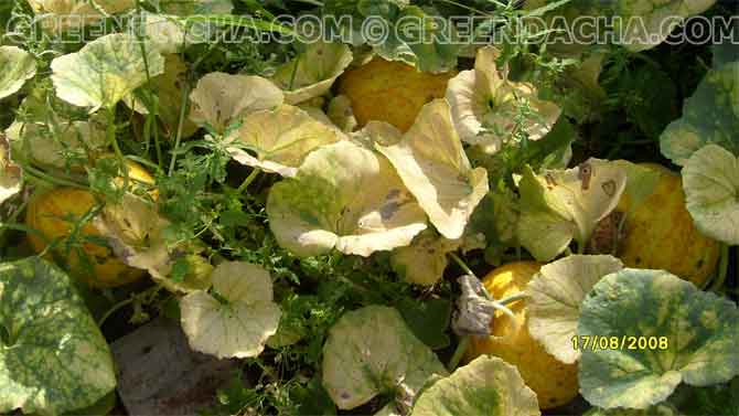 Дыни на грядке.