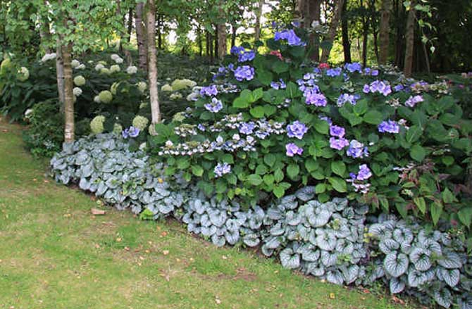 Бруннера в ландшафтном дизайне.