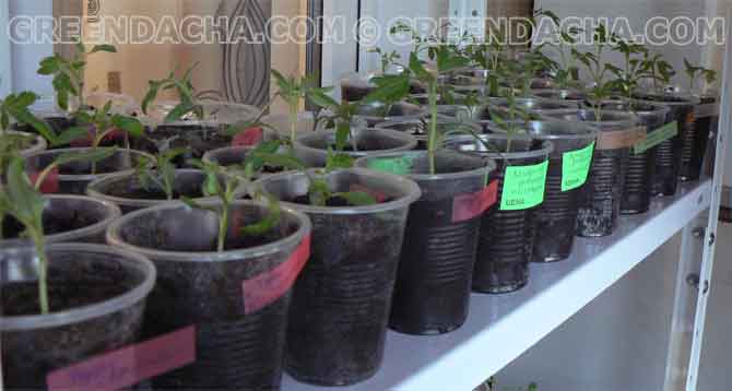 Подписываем сорта томатов.