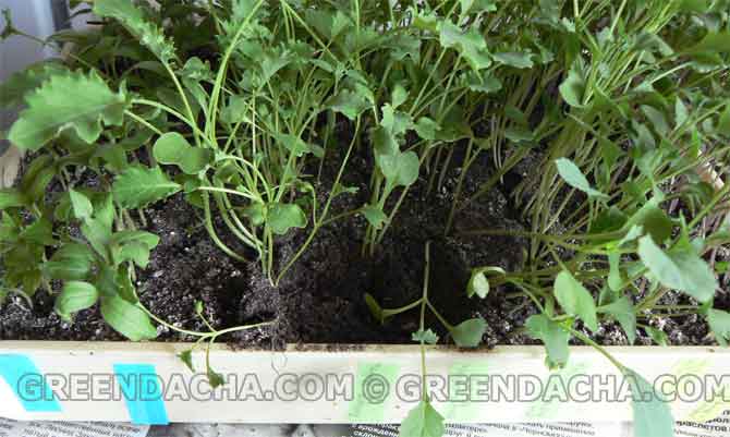 Пикирование рассады савойской, зеленой, брокколи и цветной капусты.