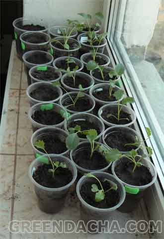 Стаканчики ставим в теплое место.