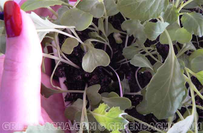  Рассада поздней капусты.