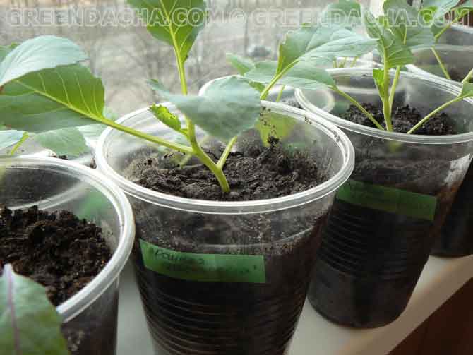 Не забываем писать на стикерах название сорта.