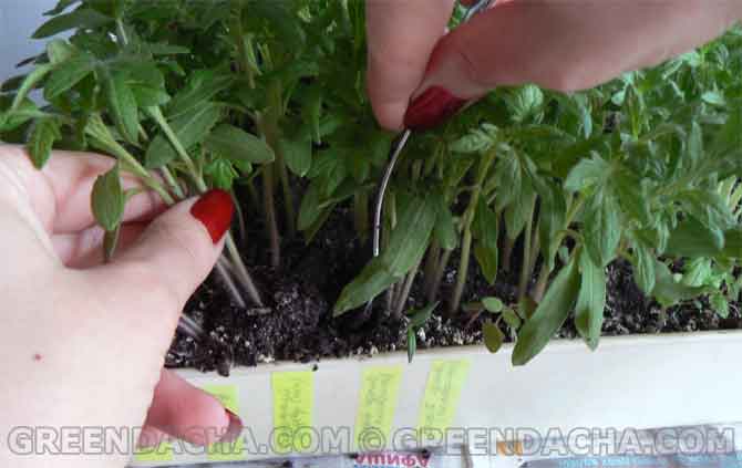 Пикирование рассады помидор.