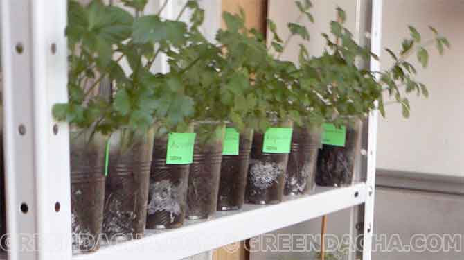 Выращивание рассады сельдерея.