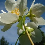 Jasmine: Just as potent as Valium?