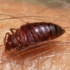 Bedbugs are spreading through the United States.