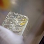 An employee of WiCell Research Institute, Inc. prepares stem cells for culture.