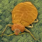 When the bedbug panic hits call in a entomologist who can asses mysterious black spots from the real thing.