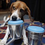 Bedbug-detecting dog Barney sniffs out a contaminated container during a summit demonstration.