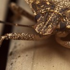 The brown marmorated stink bug is reeking havoc in Maryland.