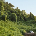 The Japanese kudzu vine engulfs a Tennessee hillside.