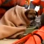 The "tsunami dog" is taken to a vet by its coast guard rescuers after being discovered clinging to detritus at sea.