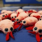 Plush bed bugs at the Bed Bug University North American Summit 2010 in Illinois: A new report suggests some bed bugs might carry a flesh-eating bacteria.