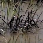Oil-coated grass pokes out of a section of the Yellowstone River in Montana: Since an Exxon pipe burst Friday, more than 40,000 gallons of oil have flowed into the waterway.