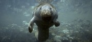The manatee population in Florida's Kings Bay is threatened by high-speed boats, but Tea Partiers say there are bigger issues at stake than this gentle marine mammal.