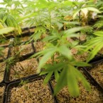 Medical marijuana plants: In one small Oregon community, legally-grown pot is the town's driving economic force.