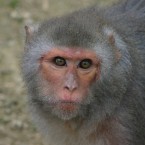 Rhesus monkeys were used in an experiment that could help quadriplegics feel... with their brains.