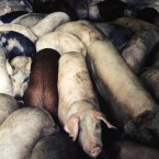 Hogs in the holding pen of the Smithfield Hams factory, which is the pork supplier for McDonald's McRib and is facing scrutiny for inhumane farming methods.