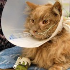 Jack the Cat became a media sensation after surviving the perils of New York's JFK airport and even Hurricane Irene before being reunited with his owner and then dying just weeks later.
