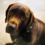 How could anyone hurt that face? Well, some pet owners have reportedly gone so far as to maim or kill their pets to cash in on the insurance policy.