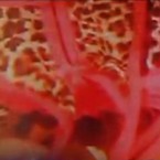 The controversial pair of leopard-print, crotchless panties, as captured by a horrified mother's smartphone video camera.