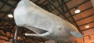 A sperm whale model at a whaling museum: Newly analyzed fossils suggest the whale evolved from hooved, deer-like creatures.