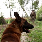 Pablo, a military working dog pictured with his handlers in Afghanistan: Dogs suffering from PTSD may withdraw completely or become unusually aggressive.