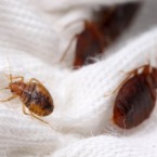 Bedbugs, unlike many other insects, can mate with their own offspring without suffering genetic deformities that often come with inbreeding.