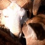 Chunzi the deer licks its love Changmao the ram. Their unlikely romance has stayed strong despite a Chinese zoo's attempt to split them up.