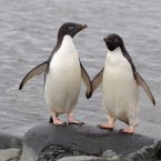 A pair of Adelie penguins: Chinese zookeepers have allowed two "gay" penguins to adopt a chick from a female penguin who was struggling to care for both of her twins.