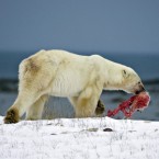 In 2009, a male polar bear carries the head of a polar bear cub it killed about 200 miles north of the Canadian town of Churchill.