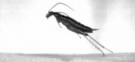 A new species of cockroach can jump like a grasshopper and travel distances fifty time its own length.