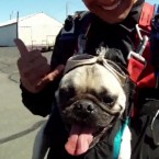 Otis the skydiving dog was easily one of 2011's most captivating canines.