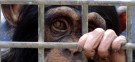 A young chimp awaits its turn in medical experiments: Recent studies found that a majority of retired lab chimps exhibit depression.