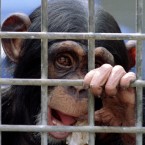 A young chimp awaits its turn in medical experiments: Recent studies found that a majority of retired lab chimps exhibit depression.