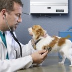 Dogs can get the flu, too, and the fatality rate is between 5 and 8 percent.