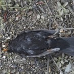 For the second New Year's in a row, flocks of blackbirds, disoriented by local fireworks, flew into buildings and trees, their dead bodies littering an Arkansas town.