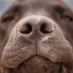 A drug-sniffing chocolate Lab detected marijuana outside a private home, and its resident argues his right to privacy was violated.