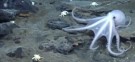 A never before seen species of octopus, among other creatures, was discovered off the coast of Antarctica.
