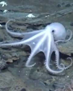 A never before seen species of octopus, among other creatures, was discovered off the coast of Antarctica.