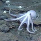 A never before seen species of octopus, among other creatures, was discovered off the coast of Antarctica.