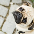 It may be more than a look: New research finds that dogs sense human emotion based on our eye contact and facial expressions.