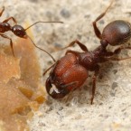 Rare "supersoldier" ants have giant heads that dwarf those of their fellow soldier ants, a handy mutation when it's time to block a tunnel during enemy ant raids.
